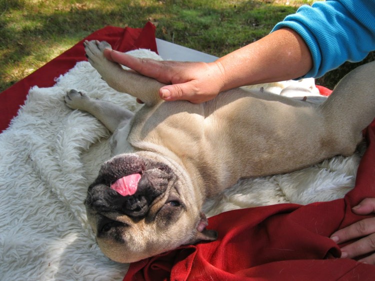 Массаж животных