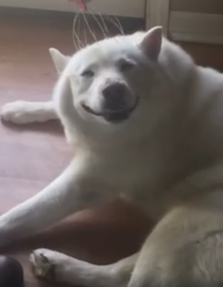 Гладит щенка