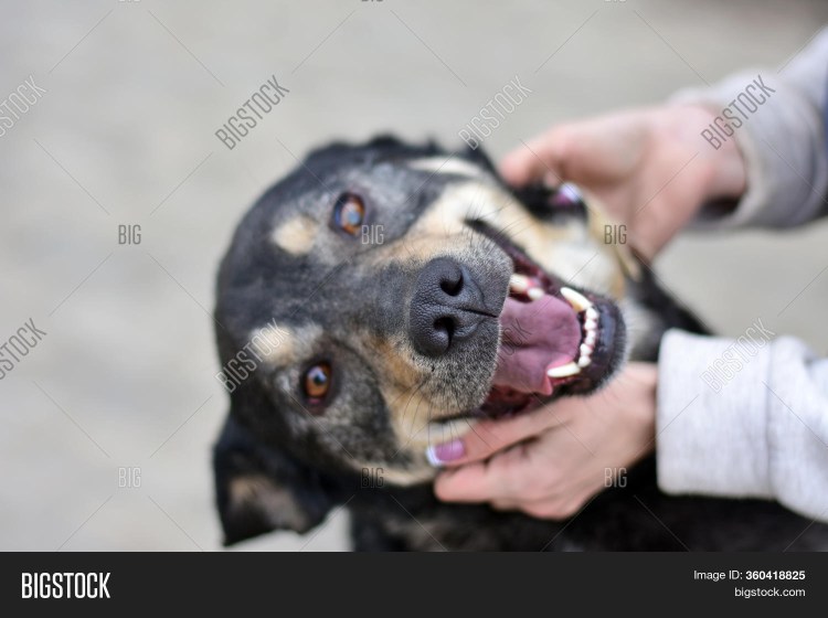 Кокер спаниель спит