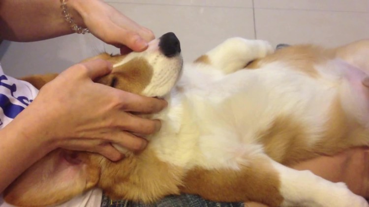 Гладит собаку гиф