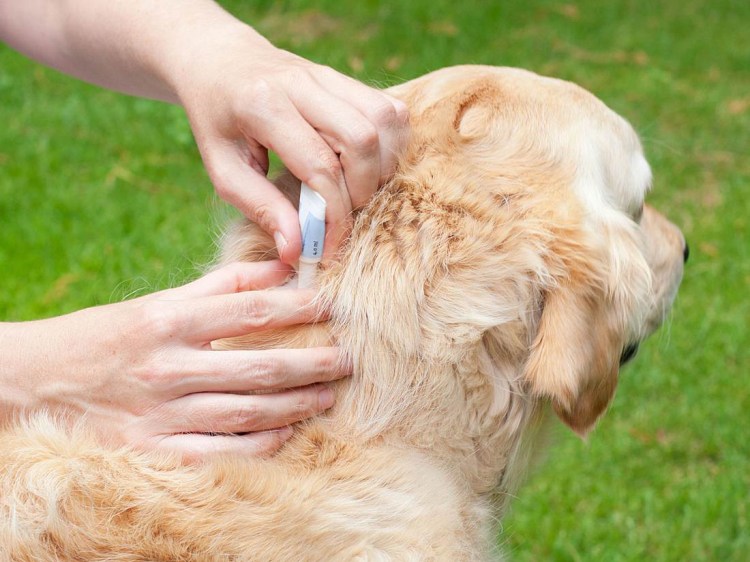 Мытье собаки