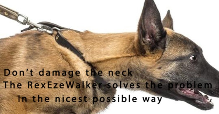 Собака с ушами вверх