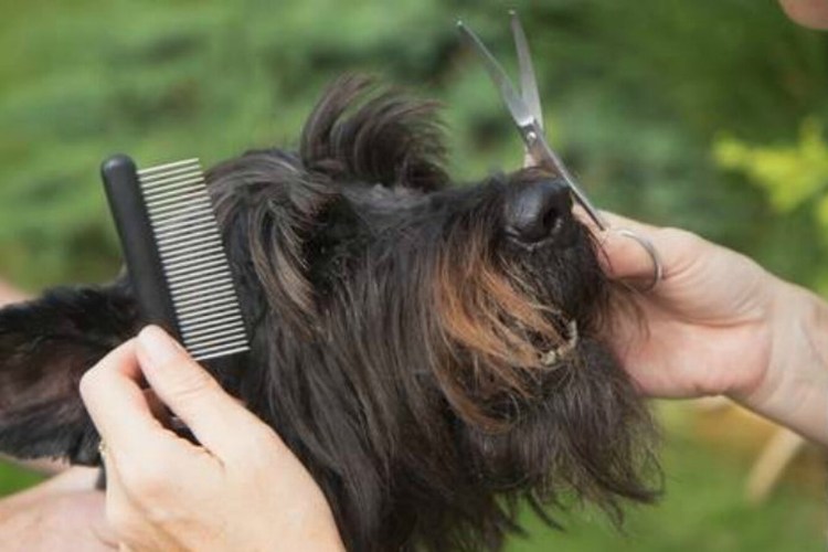 Хаски у ветеринара