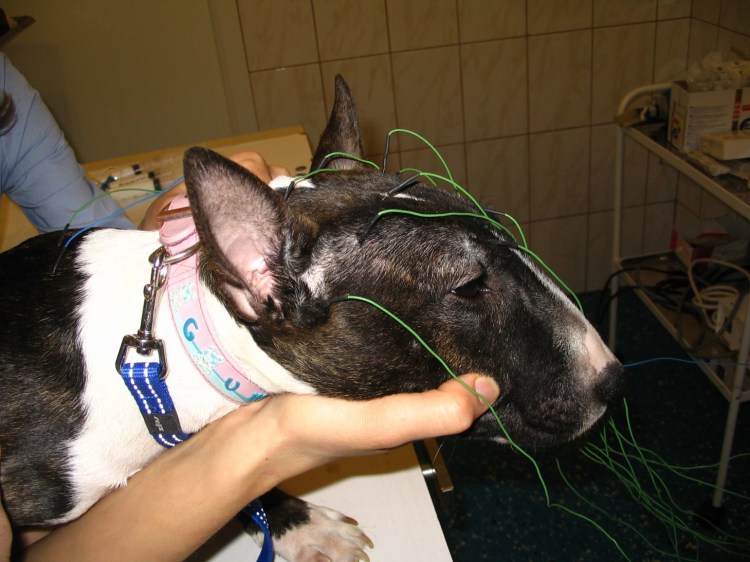 Опорно двигательный аппарат собаки