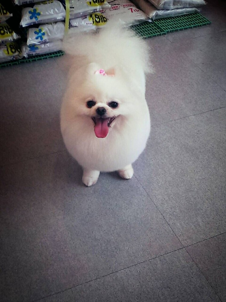 Японский шпиц груминг