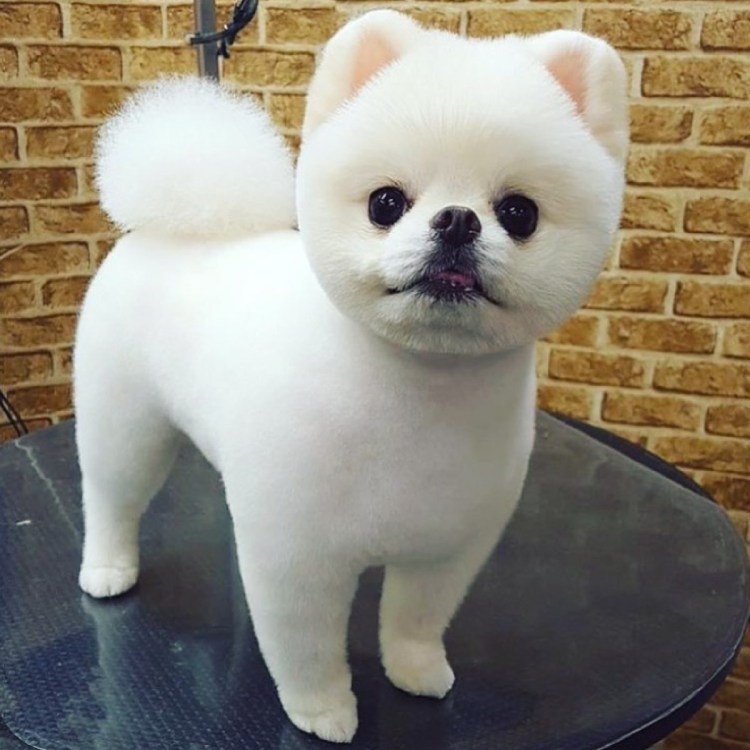 Подстриженный немецкий шпиц белый