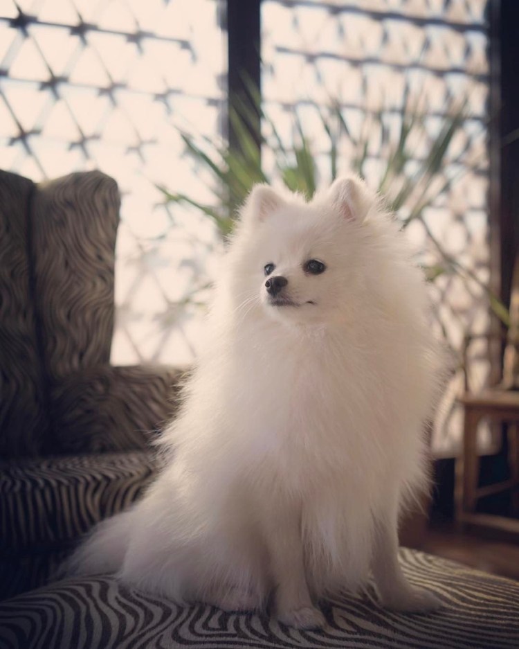 Померанский шпиц белый подстриженный