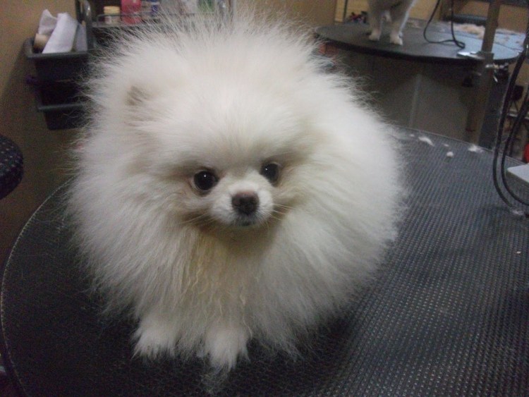 Белый померанцевый шпиц стриженный