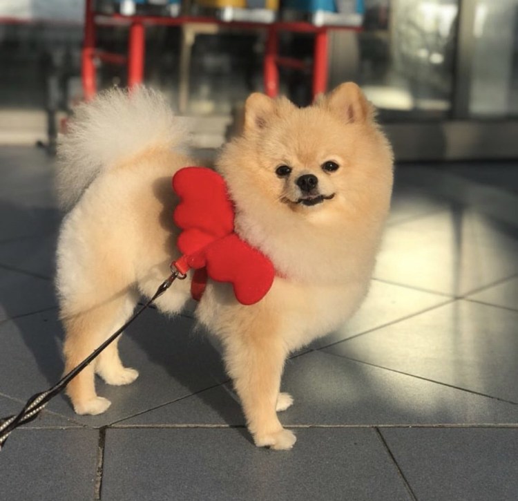 Померанский шпиц Teacup.