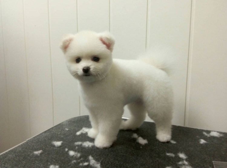 Стрижка микро шпица