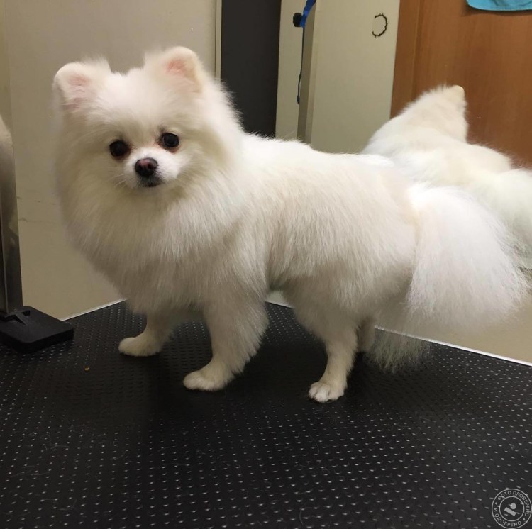 Японский шпиц груминг