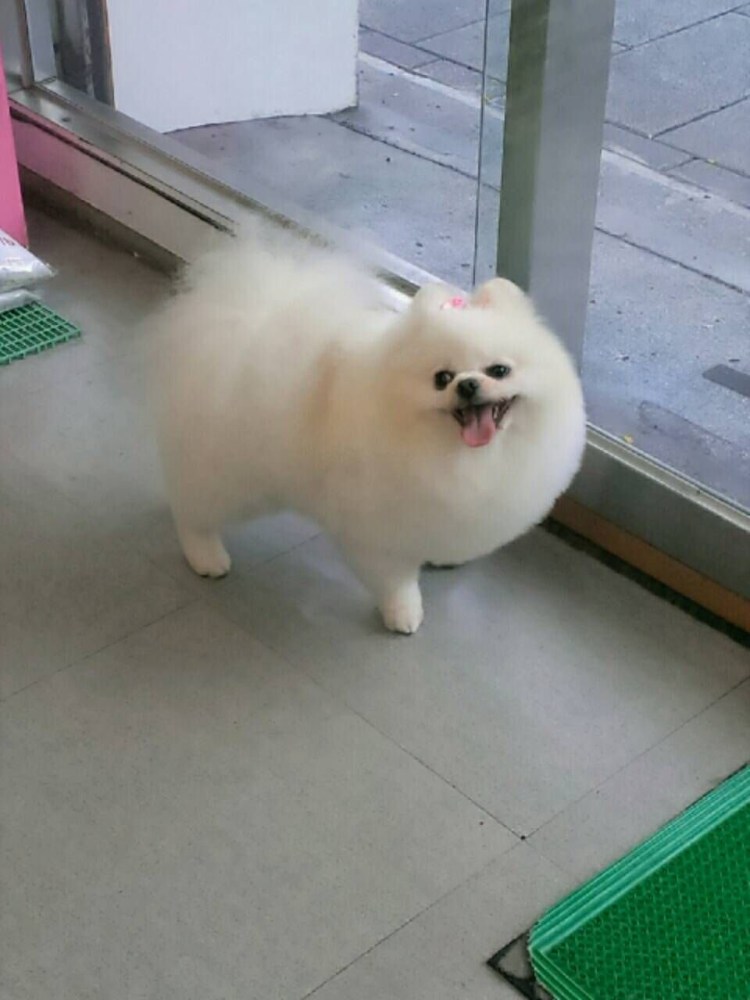 Малый шпиц стрижка