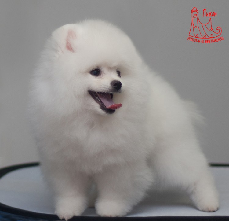 Груминг белого шпица