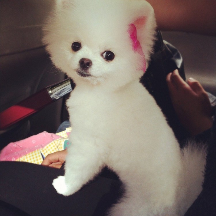 Померанский шпиц подстриженный