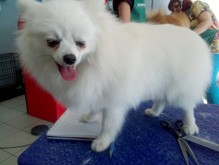 Японский шпиц карликовый стриженный