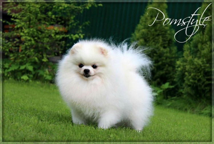 Шпиц Медвежонок белый