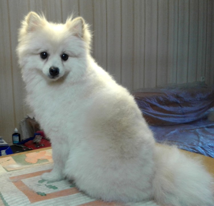 Китайский померанский шпиц белый