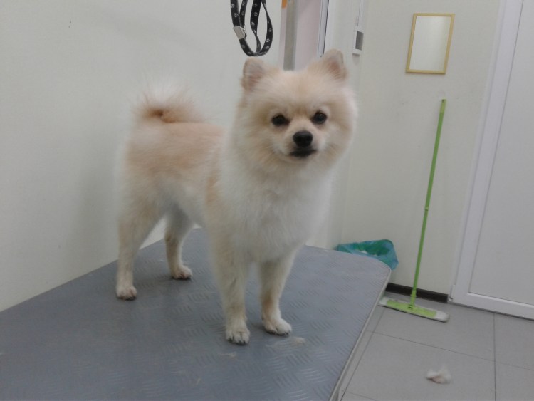 Белый шпиц мини подстриженный