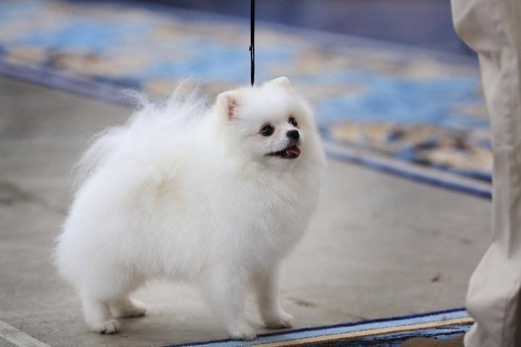 Шпиц карликовый белый