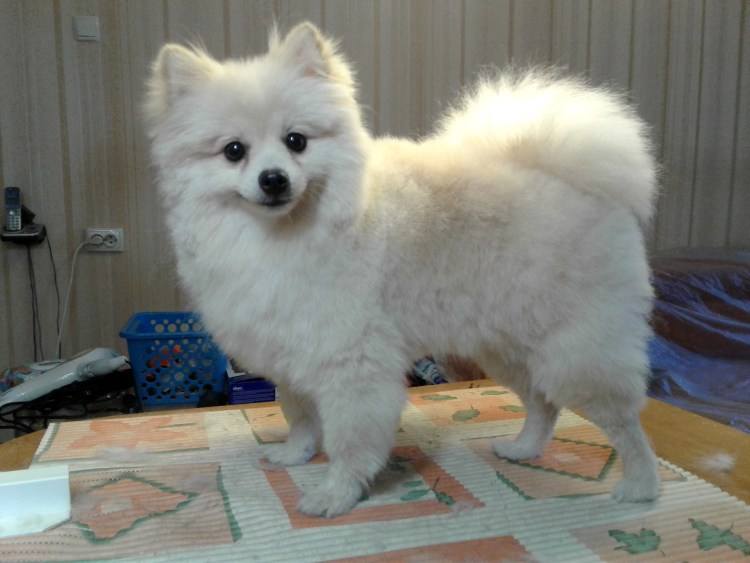 Шпиц померанский нестриженный