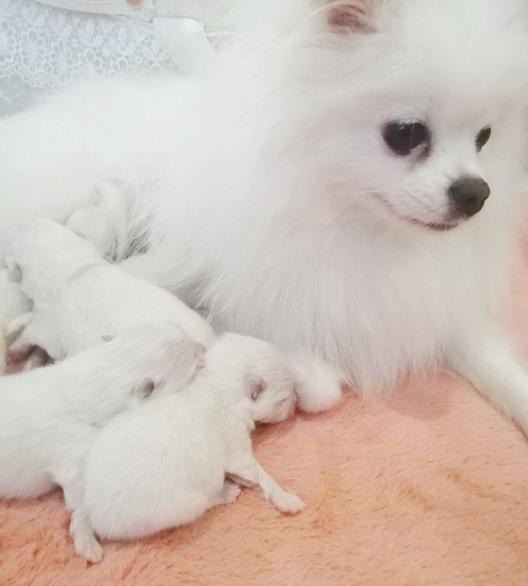 Померанский шпиц Модерн