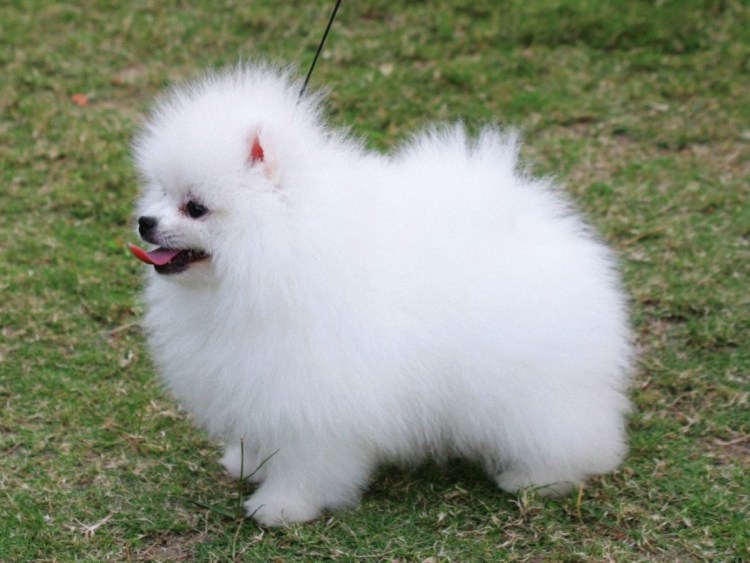 Прикольные стрижки для померанский шпицев