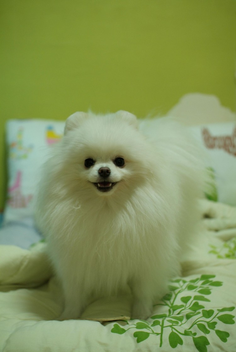 Немецкий шпиц белый стрижка