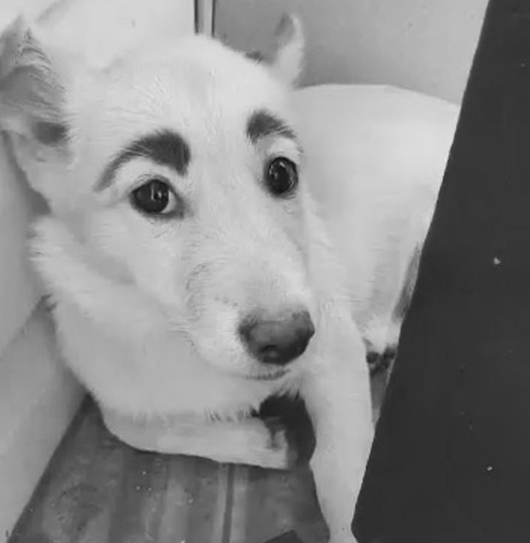 Накрашенная собака