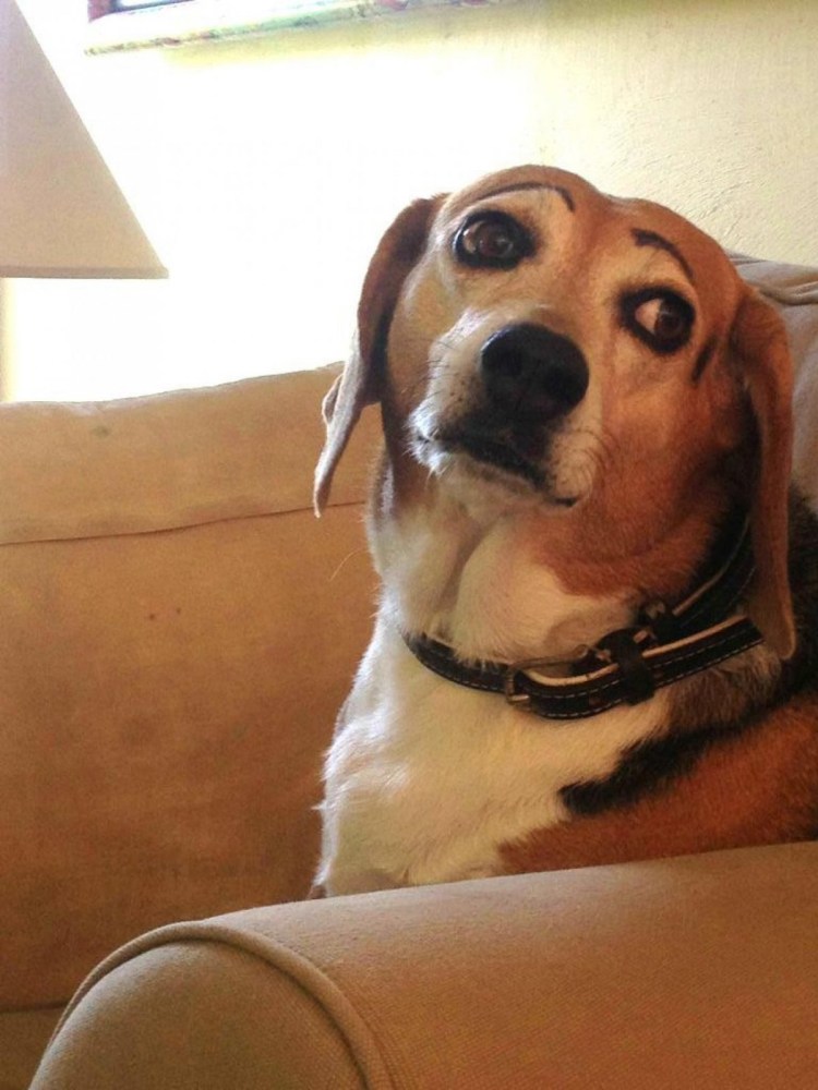 Собака с накрашенными бровями