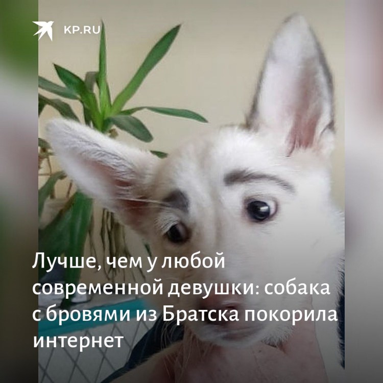 Брови у животных