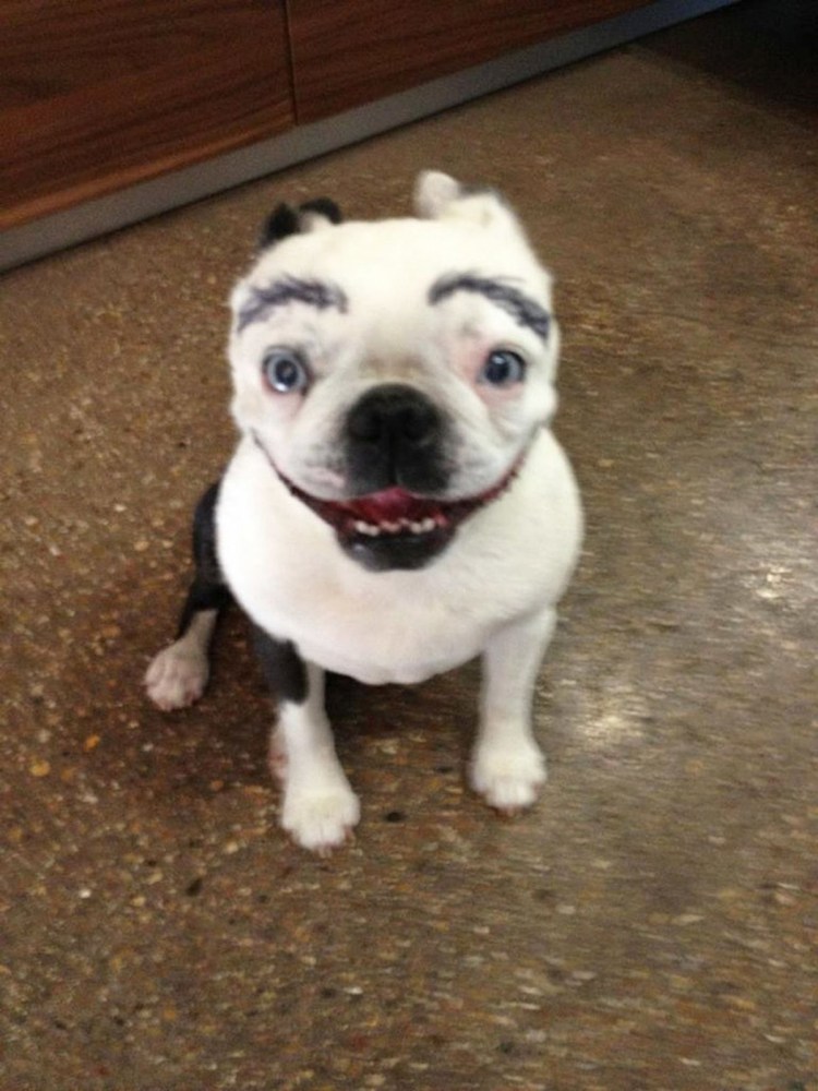 Белая собака с накрашенными бровями