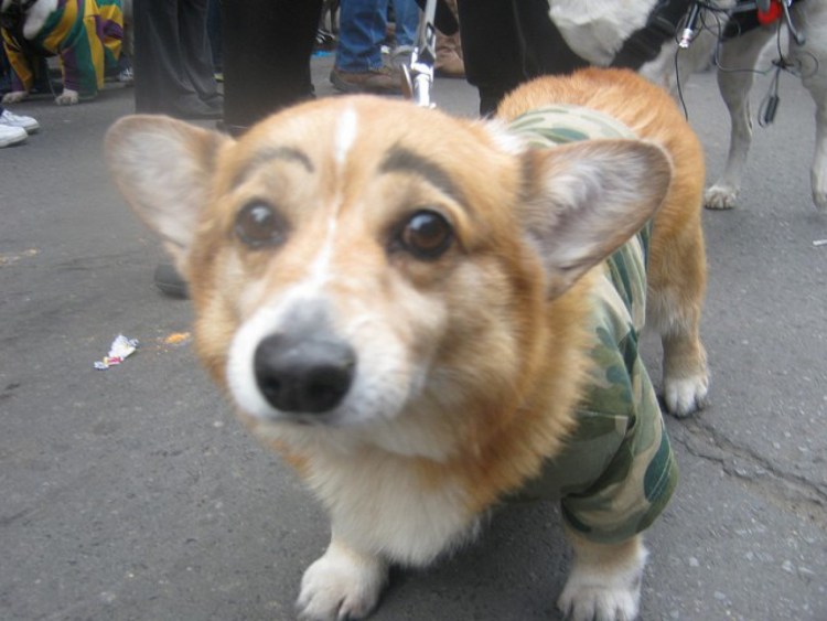 Белая собачка с бровями