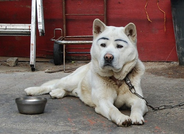 Собака с накрашенными смешными бровями