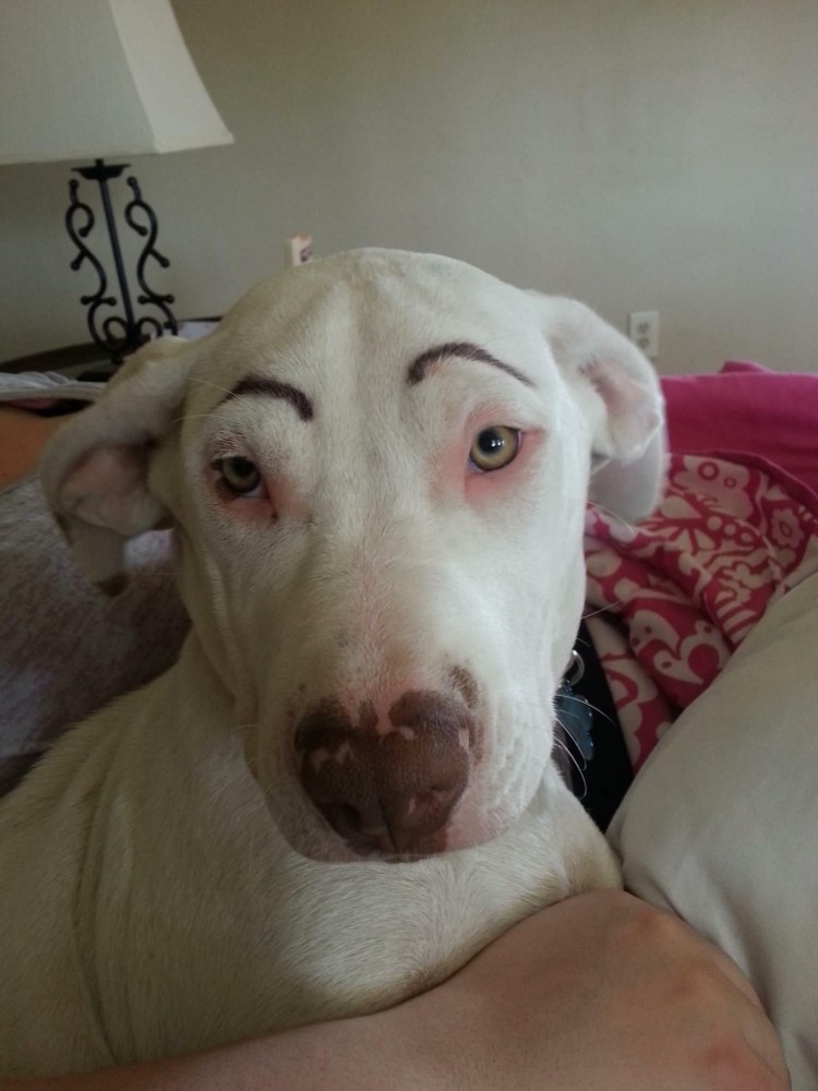 Собака с бровями спокойной ночи