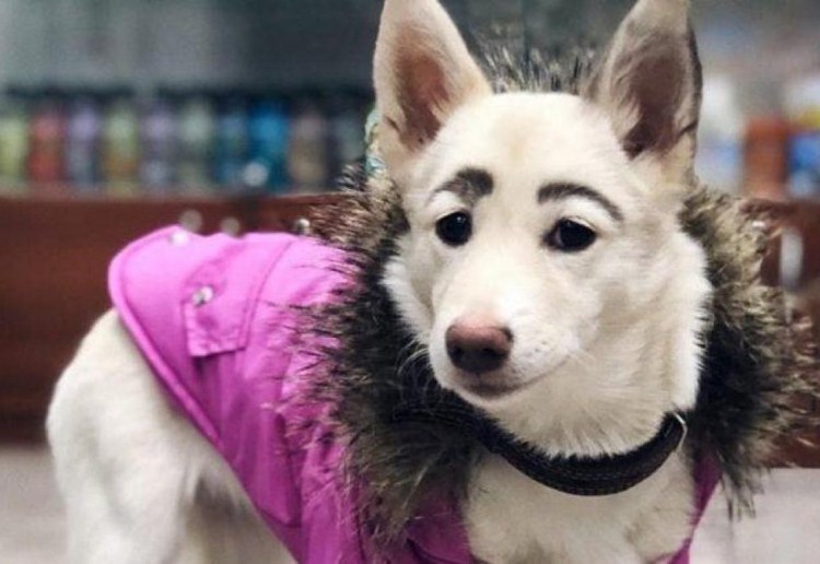 Мопс с бровями