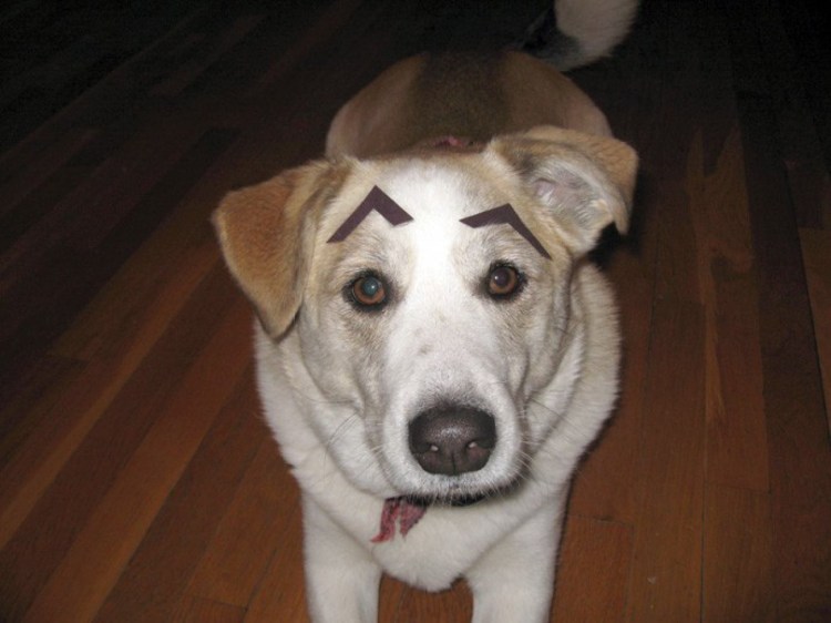 Собака с бровями Братск