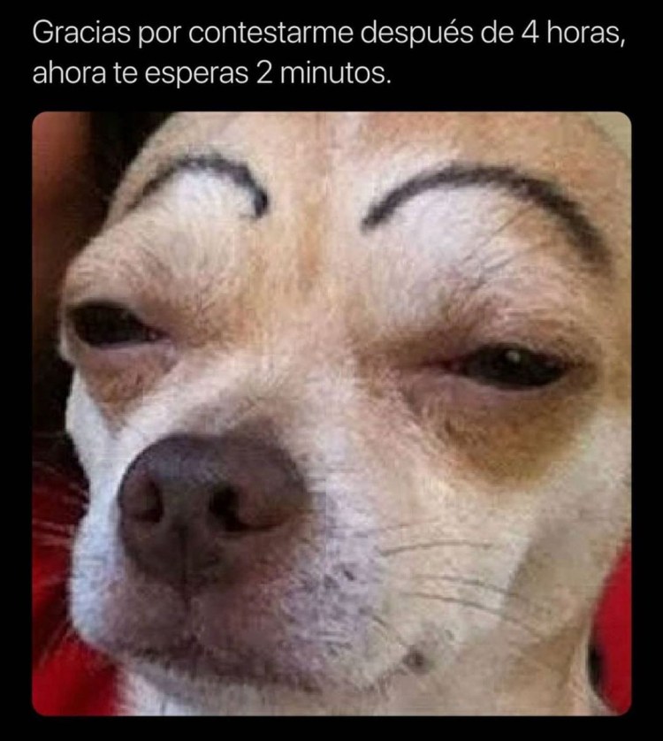 Самая грустная собака