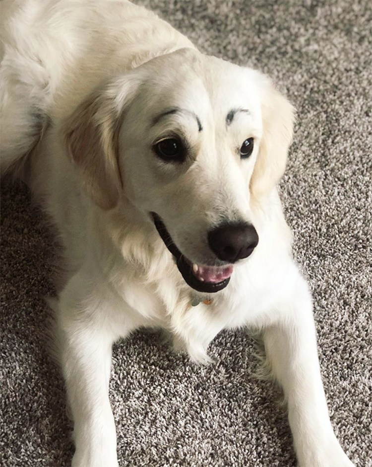 Мой хозяин идиот