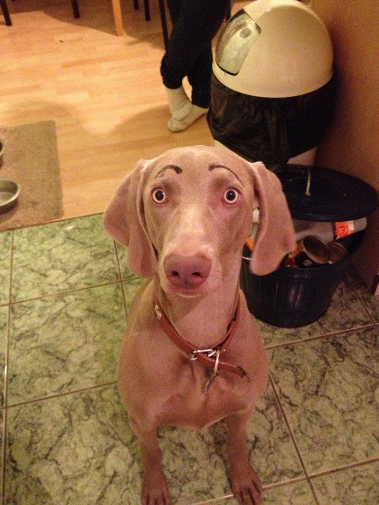 Накрашенная собака