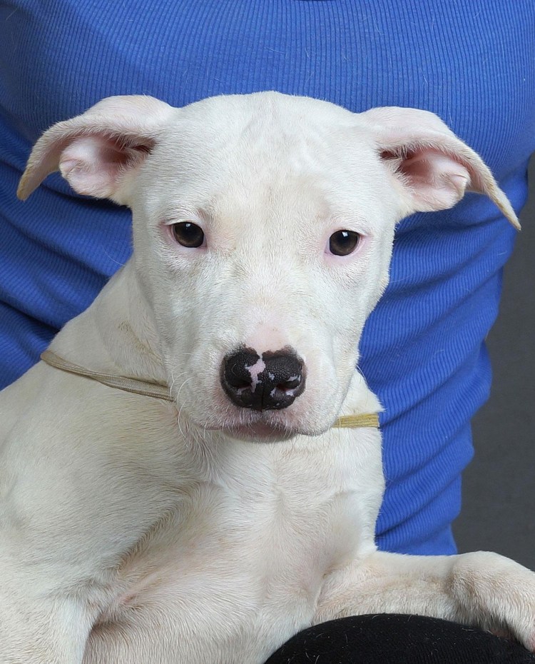 Формы ушей у питбулей