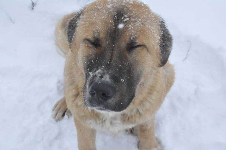 Кавказский алабай