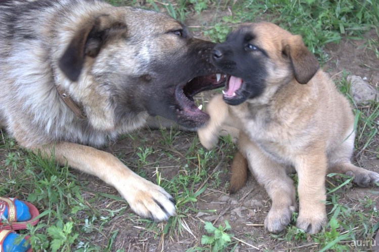 Среднеазиатская овчарка метис