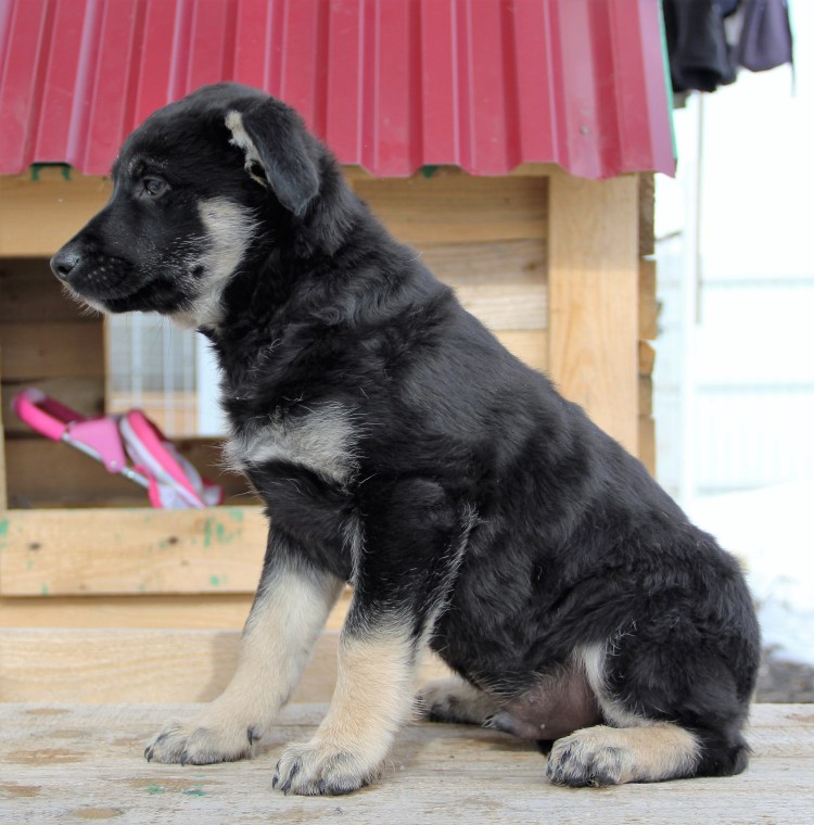 Метис овчарки и алабая