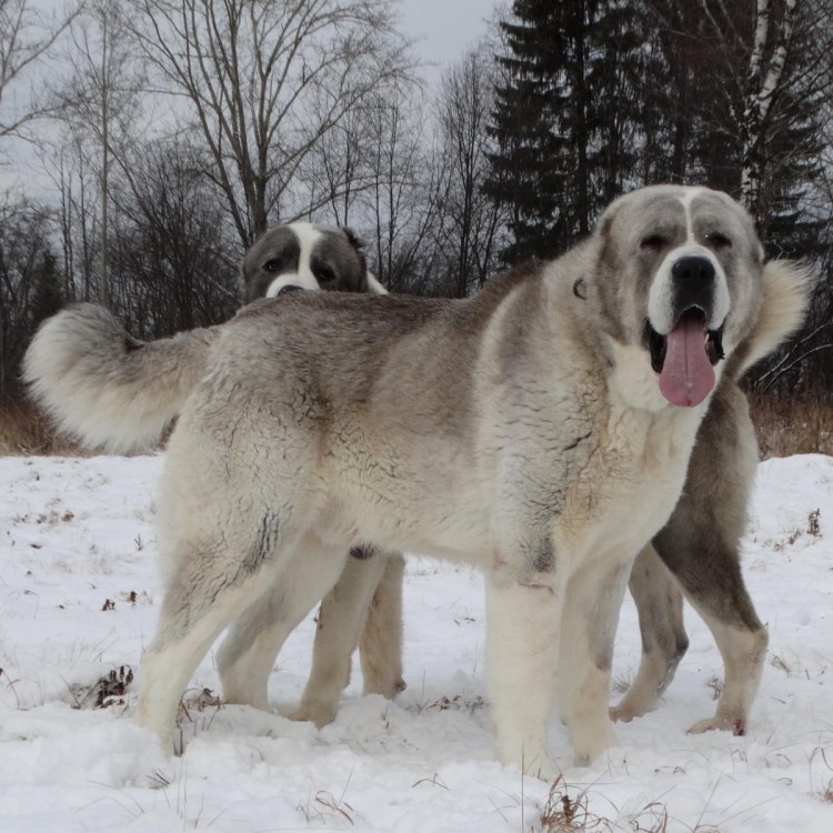 Метис хаски алабай