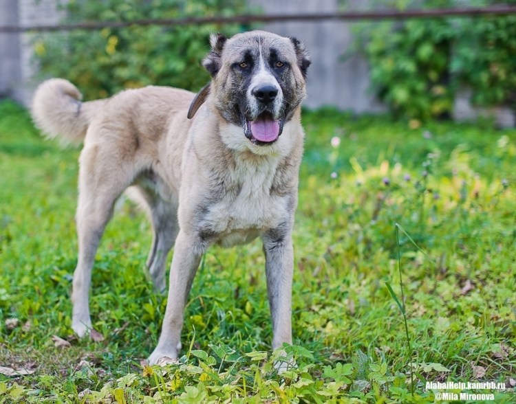 Метис алабая и дворняги