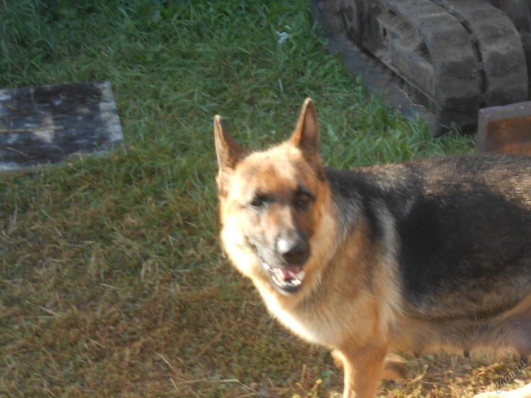 Алабай метис с овчаркой