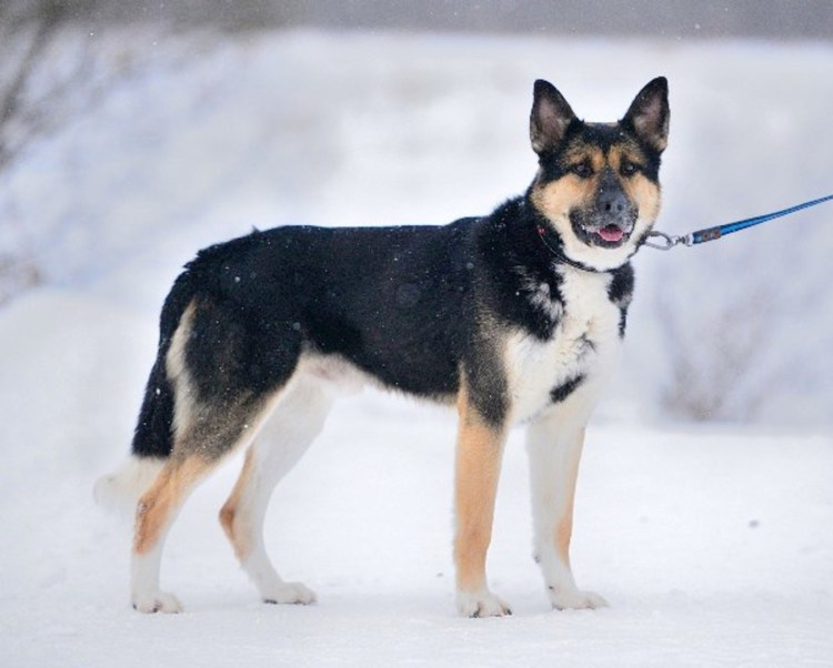 Метис алабая и кавказской овчарки