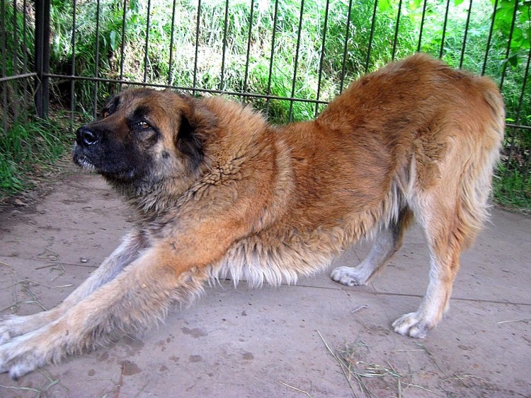 Кавказская сторожевая овчарка рыжая