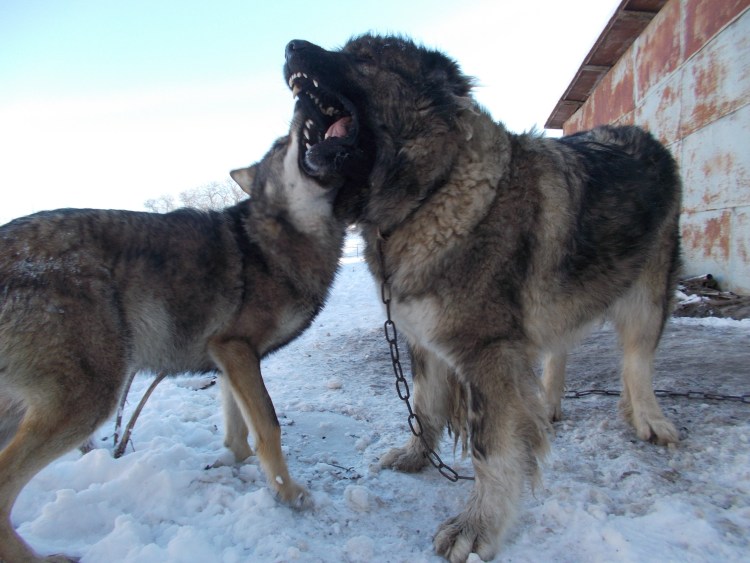 Метис овчарки и волкодава