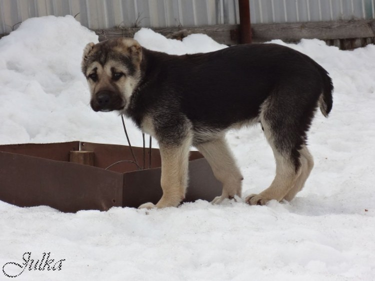 Метис Кавказская овчарка и алабай